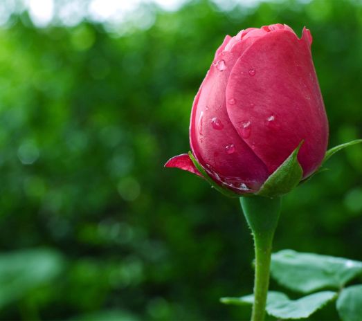 Red-rose-bud-Samsung-wallpaper-2014-05-04-127