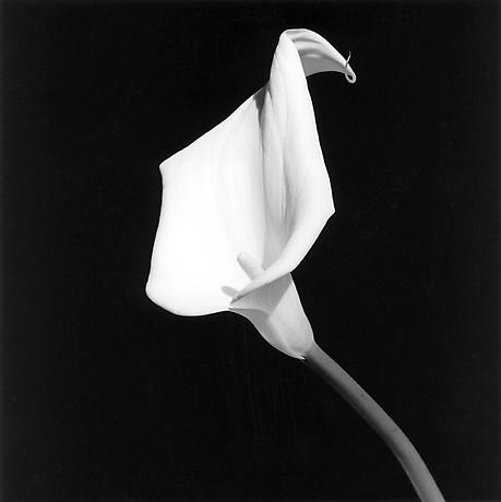 robertmapplethorpe